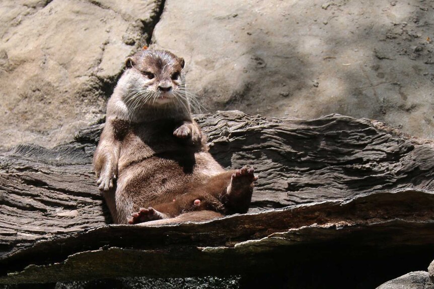 An otter sits on a bridge over a tiny waterfall at the zoo.