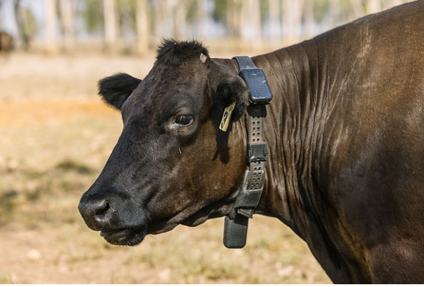 Farms go fence free with tech likened to an 'Apple Watch for cows'