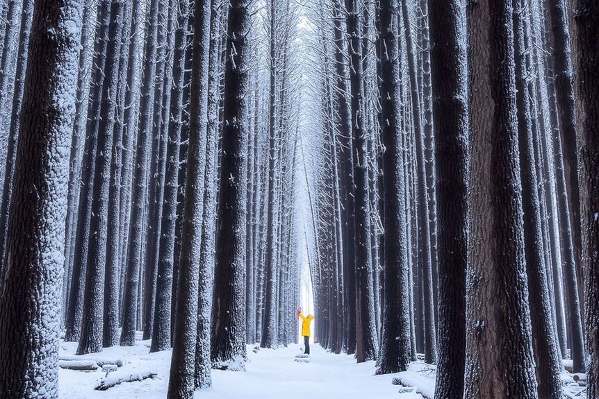 a small child being lifted in a snowy forest