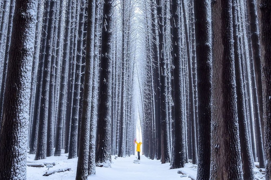 a small child being lifted in a snowy forest