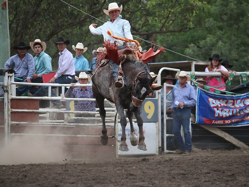 Cowboy wearing a white hat holds on tight during saddle bronc ride.