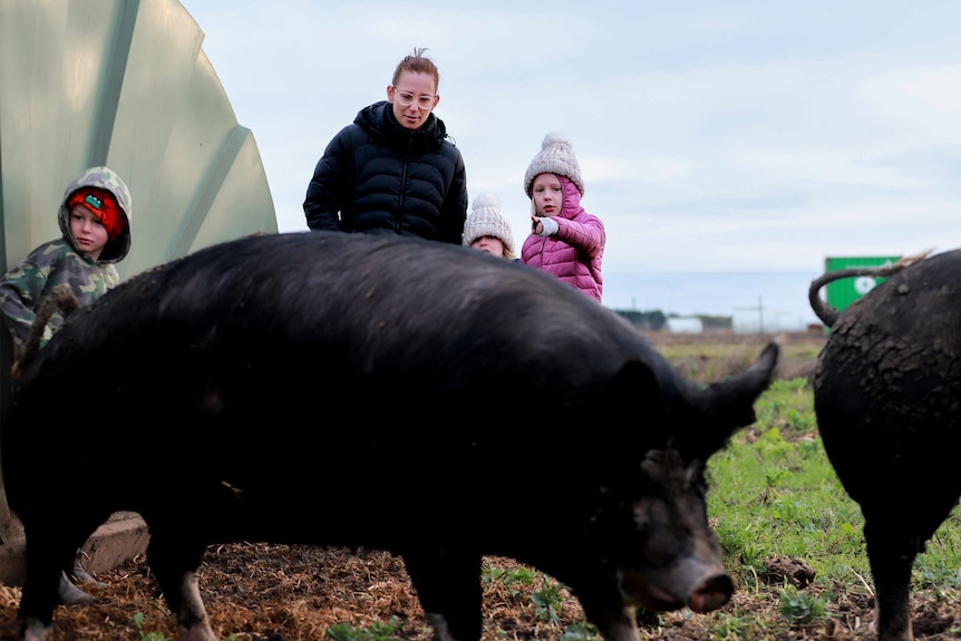 Two large pig eats grass in foreground while a young family stands looking in a paddock