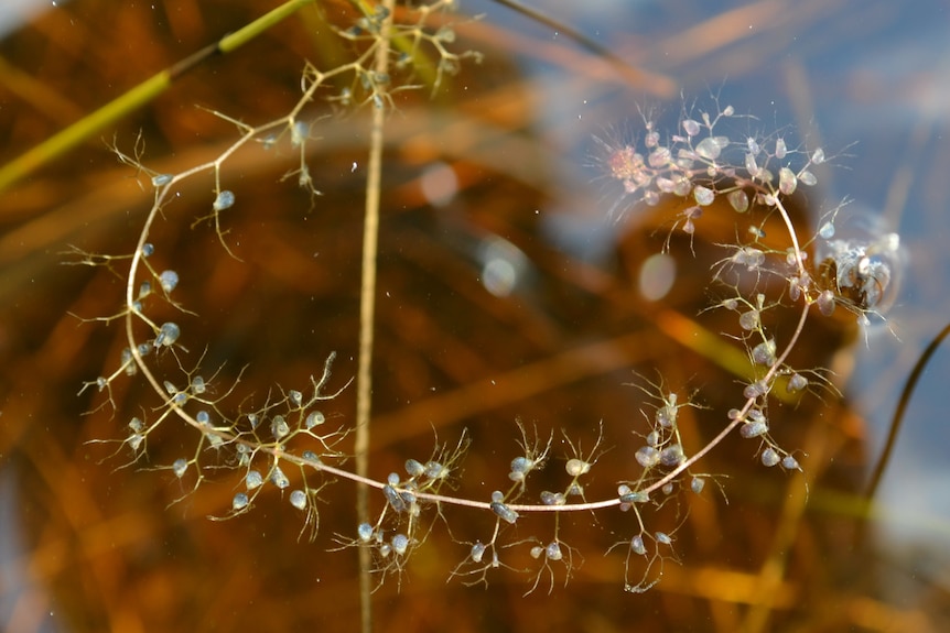 A curly bit of weed with some prominent sack-like structures on it