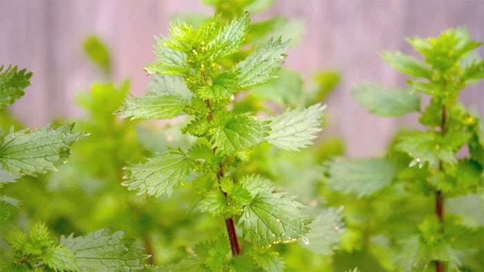 Weeds - Stinging Nettle Image