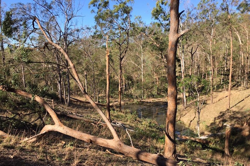 Trees were brought down at Samsonvale, north-west of Brisbane in Friday's strong winds.