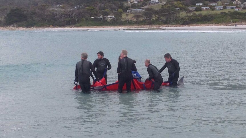 Beached whale rescued at Bicheno