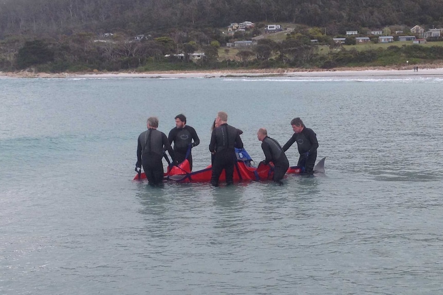 Beached whale rescued at Bicheno