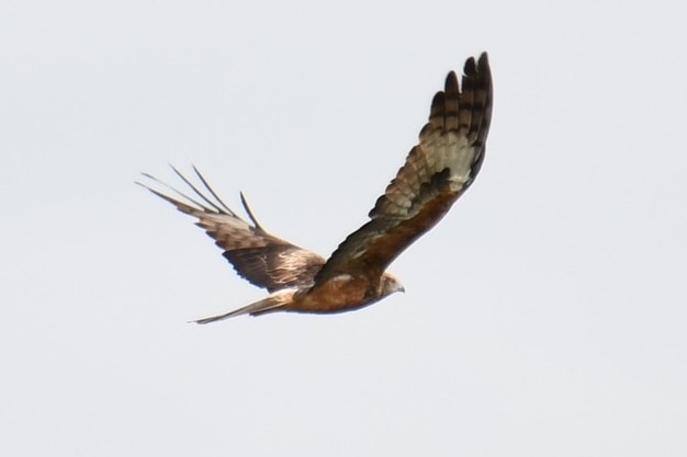 Large brown and white bird of prey in mid flight