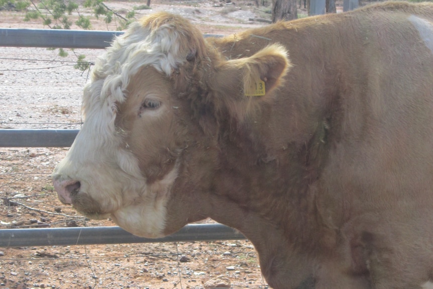 Bull affected by pimelea