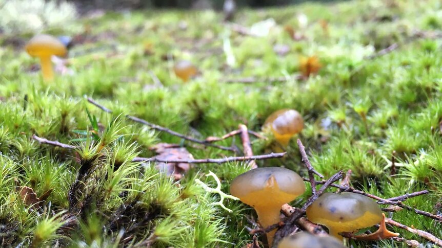 Small green mushrooms in grass