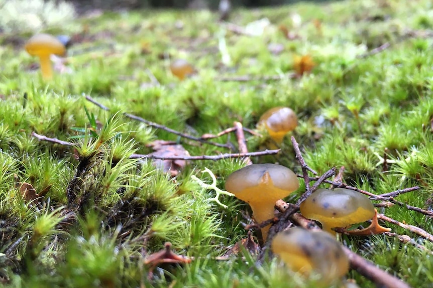 Small green mushrooms in grass