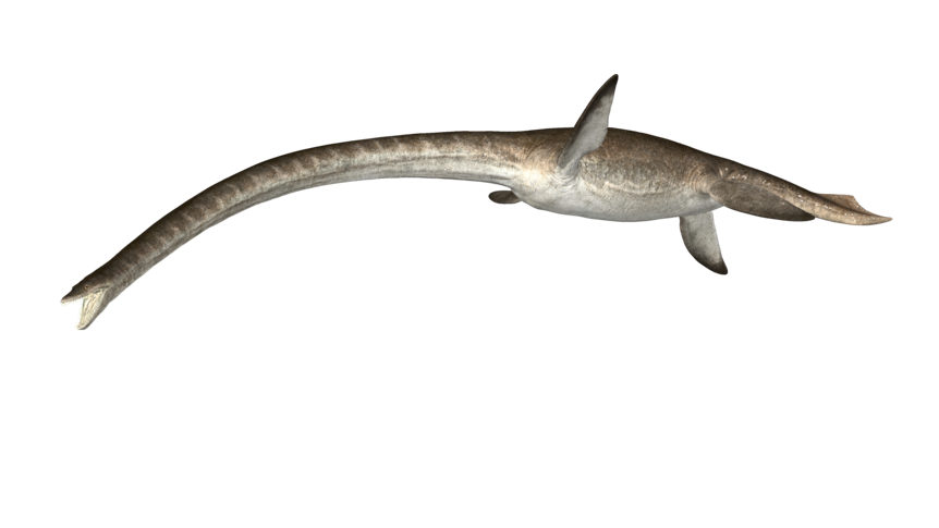 Digital recreation of a plesiosaur 