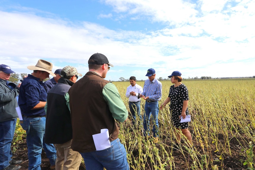 A group of farmers stand in a field of black sesame plants listening to three people talk