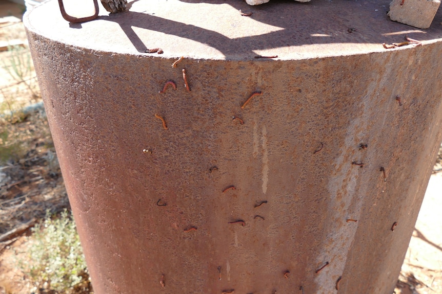 A number of small brown and orange caterpillars curled around an old metal tank