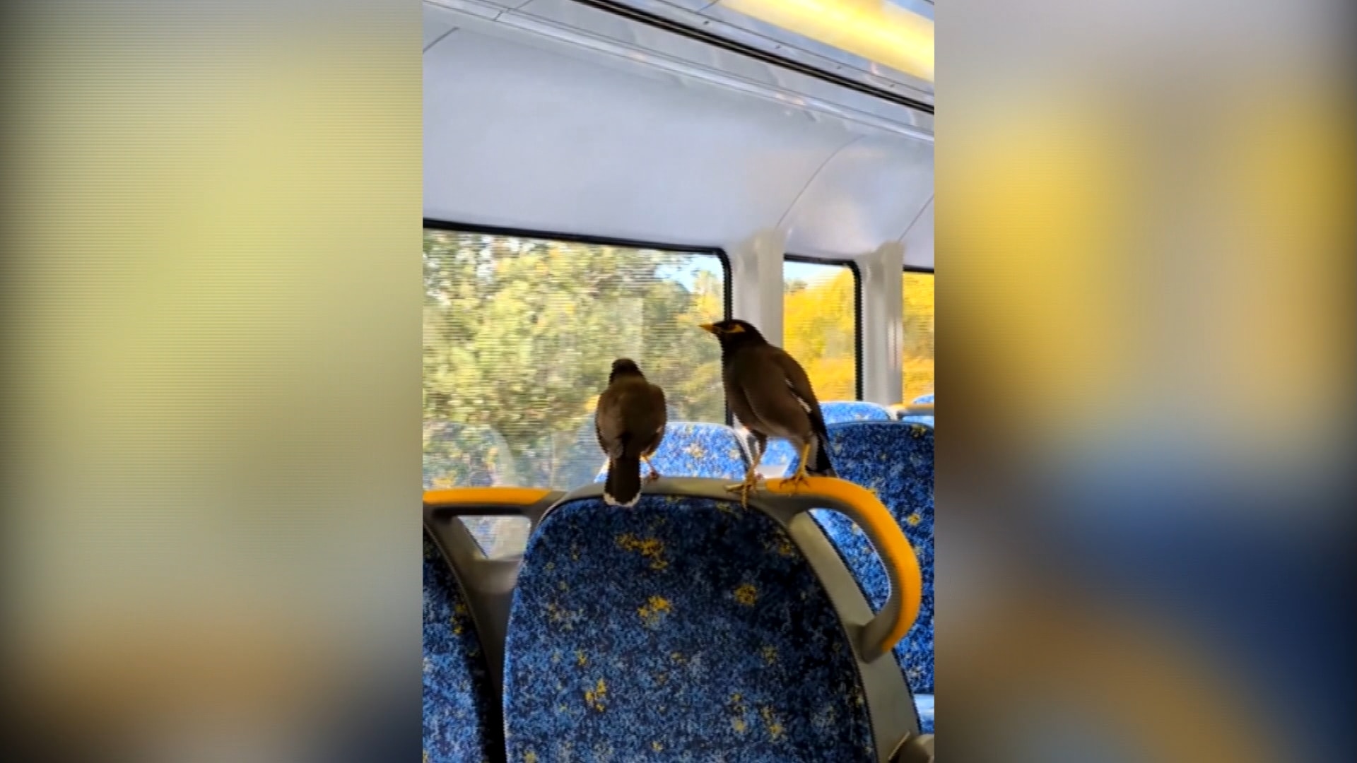 'Regulars': Hitchhiking birds catch Sydney train commuters by surprise