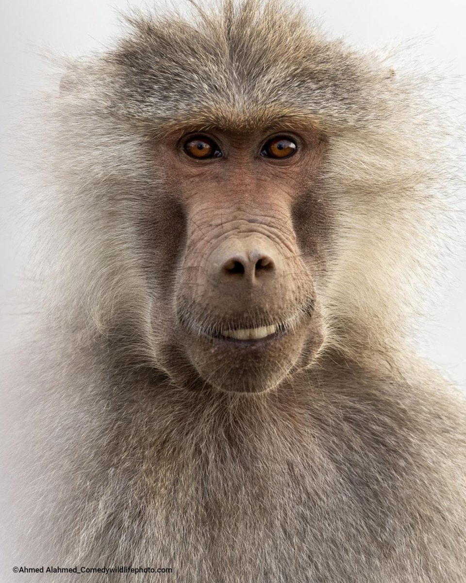 A headshot of a monkey gazing into the camera with a smile.