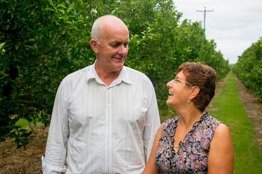 A man and woman look at each other standing in row of a mandarin orchard