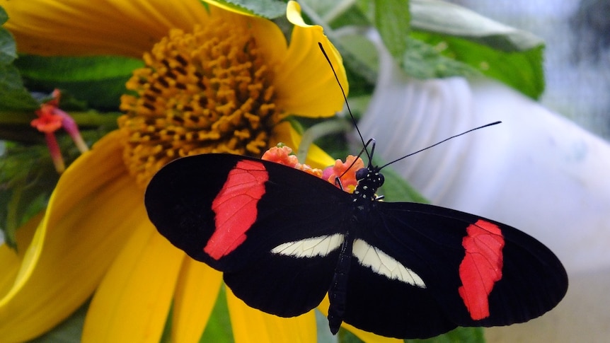 A Heliconius butterfly in captivity.