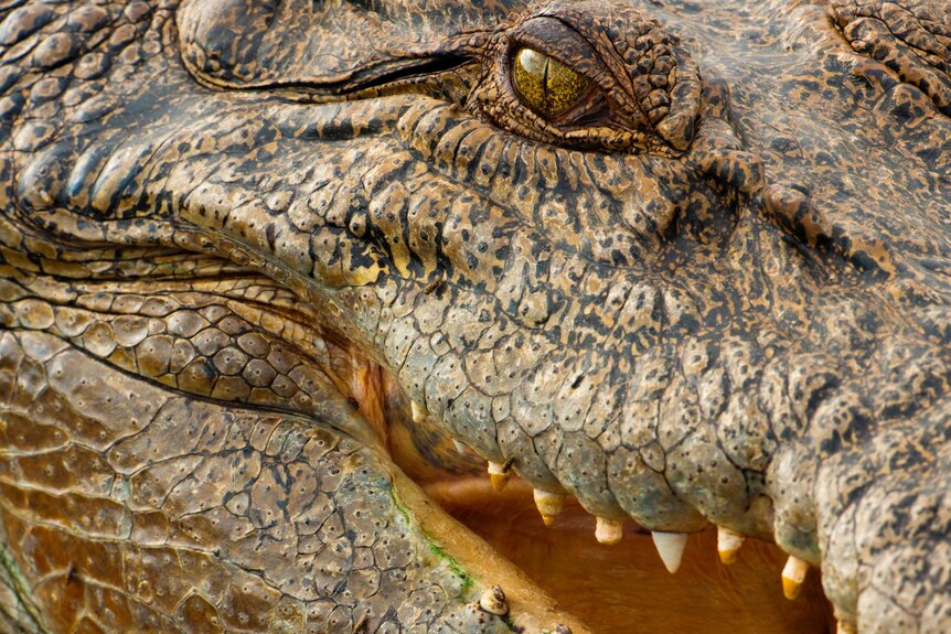 Saltwater crocodile Kakadu National Park
