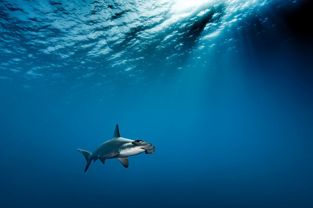 Critics Call For End To Australian Shark Fin Trade Amid Claims Of Missing Export Records Abc News
