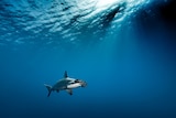 A lone hammerhead shark swimming.