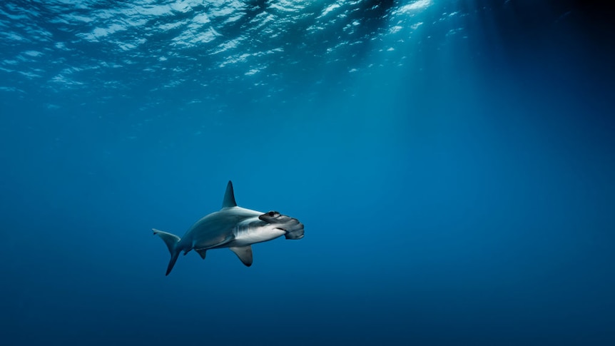 A lone hammerhead shark swimming.