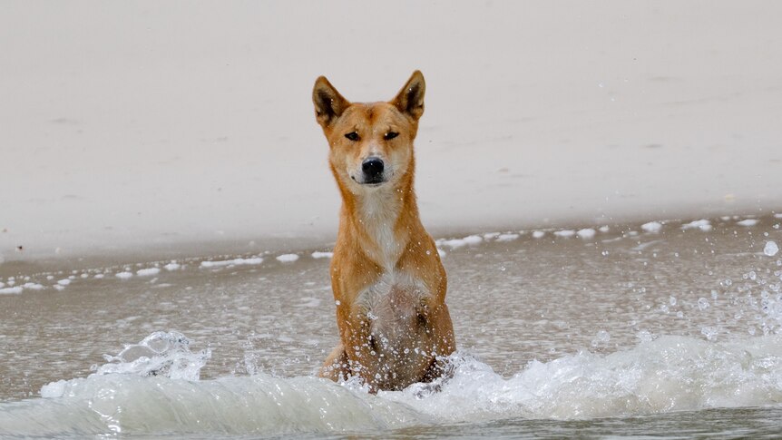 A dingo sitting on a beach with surf lapping at its paws, looks out to sea