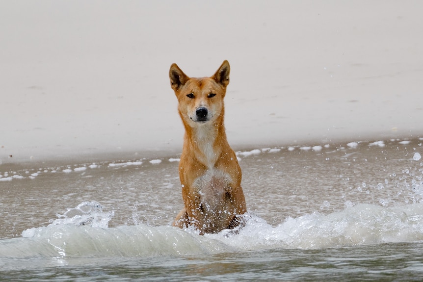 A dingo in the water on K'gari.