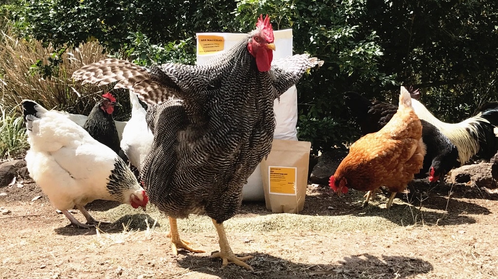 High protein hemp finds favour with Sunshine Coast chickens ABC News