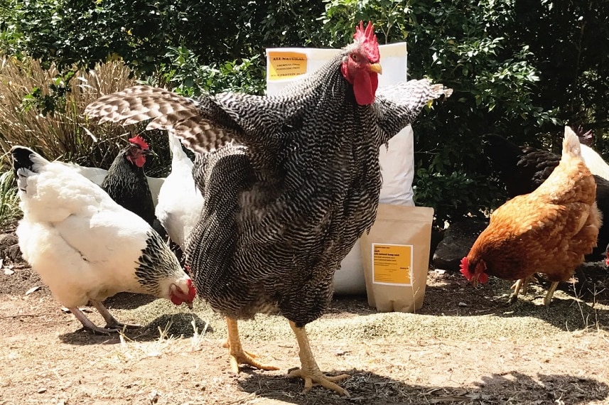 chickens pecking at feed on the ground