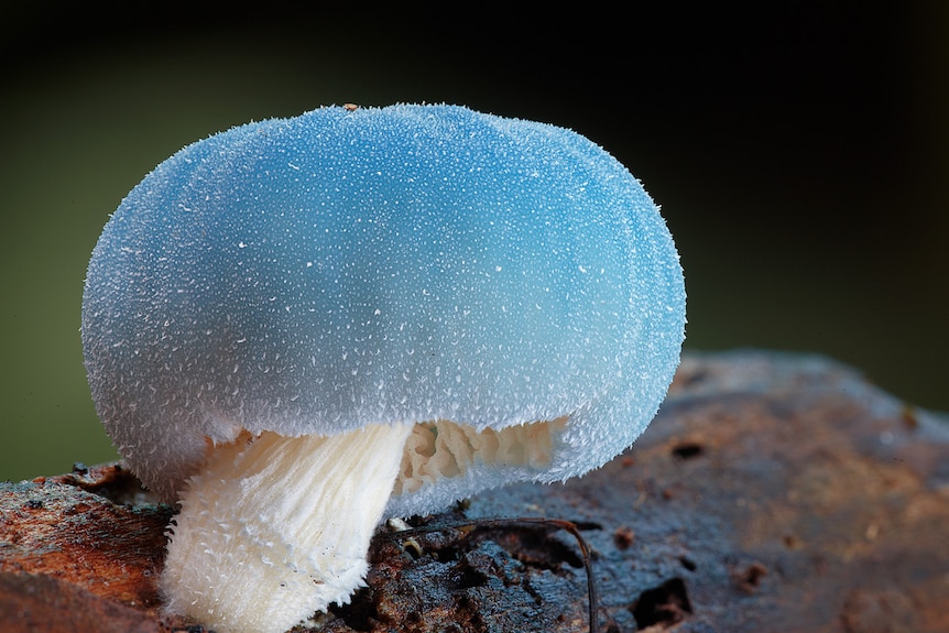 A blue, pumpkin shaped mushroom growing on a log
