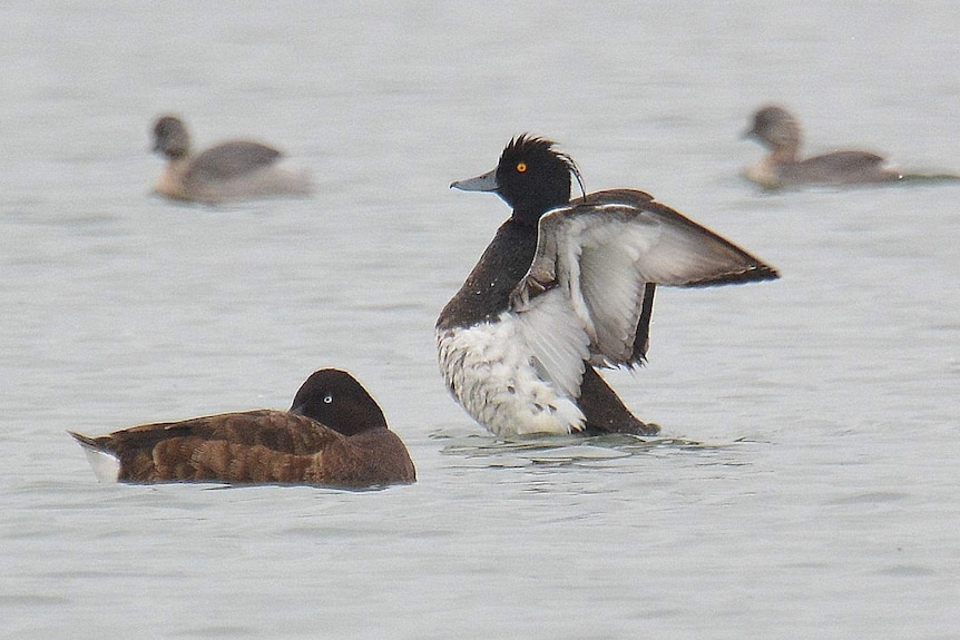 A tufted duck spreading it's wings on a waterway.