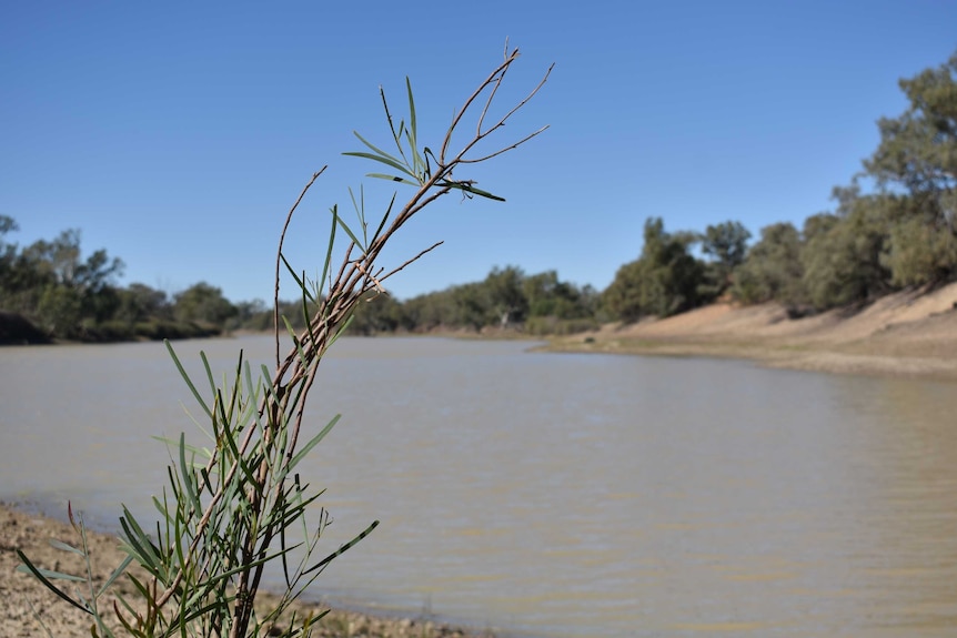 A green and brown weed sits in front of a large body of water with gum trees around it.