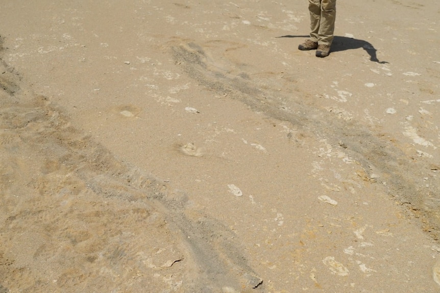 Fossilised kangaroo footprints in a dry lake bed