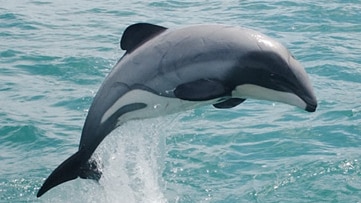 A Maui dolphin, also known as a Hobbit dolphin, jumping out of the water.