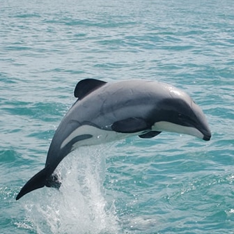 A Maui dolphin, also known as a Hobbit dolphin, jumping out of the water.