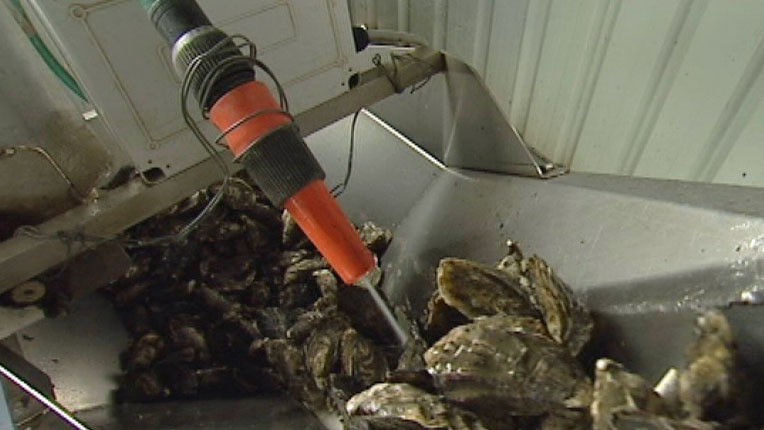 Tasmanian oysters are washed on a conveyor belt