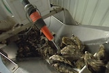 Tasmanian oysters are washed on a conveyor belt