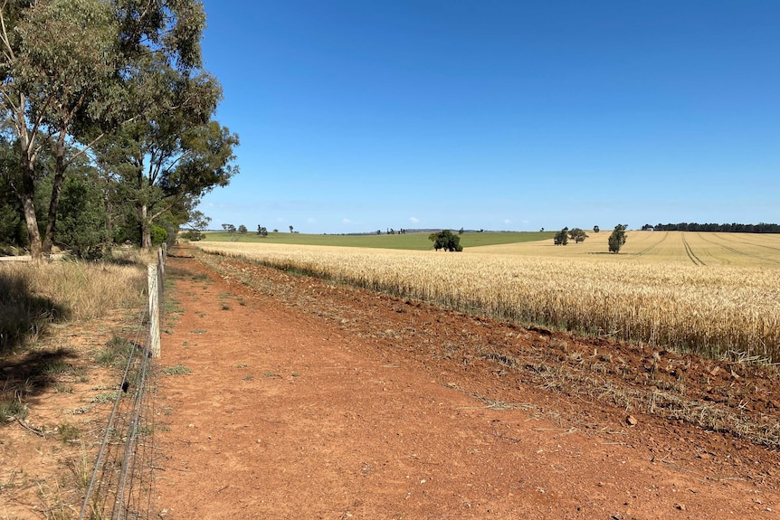 A golden wheat crop with a border of dirt near the fence line.