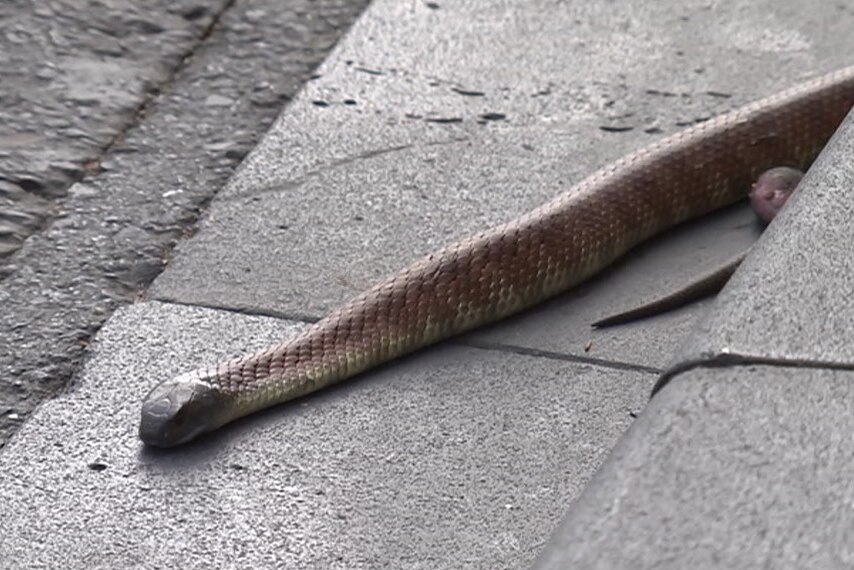 The tiger snake in central Melbourne pictured coiled in a gutter.