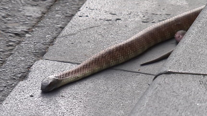 The tiger snake in central Melbourne pictured coiled in a gutter.