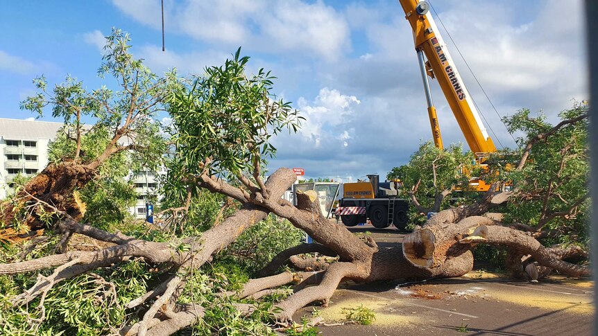 A milkwood tree lays on its side. It is chopped into pieces and a crane can be seen in the background.