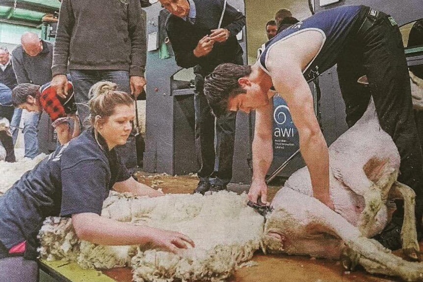 A colour newspaper photo of a young woman and a young man handling wool in a competition