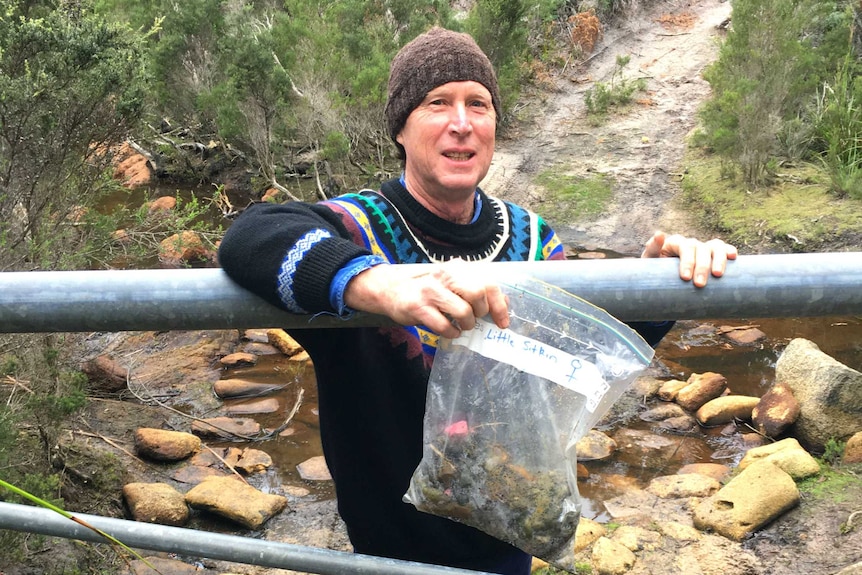 Dr David Pemberton collects devil scats for analysis.