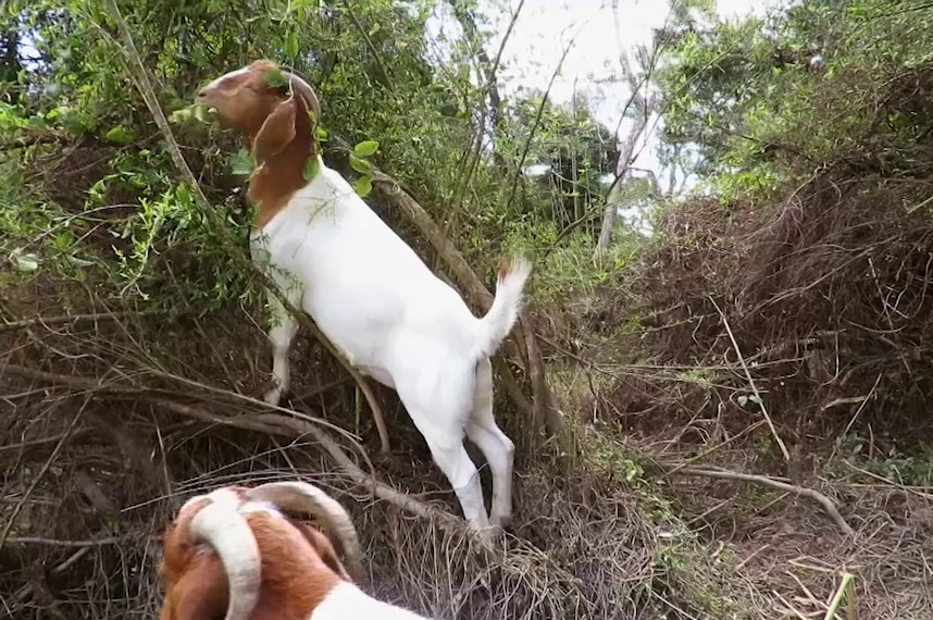 Two brown-and-white goats eating shrubs.