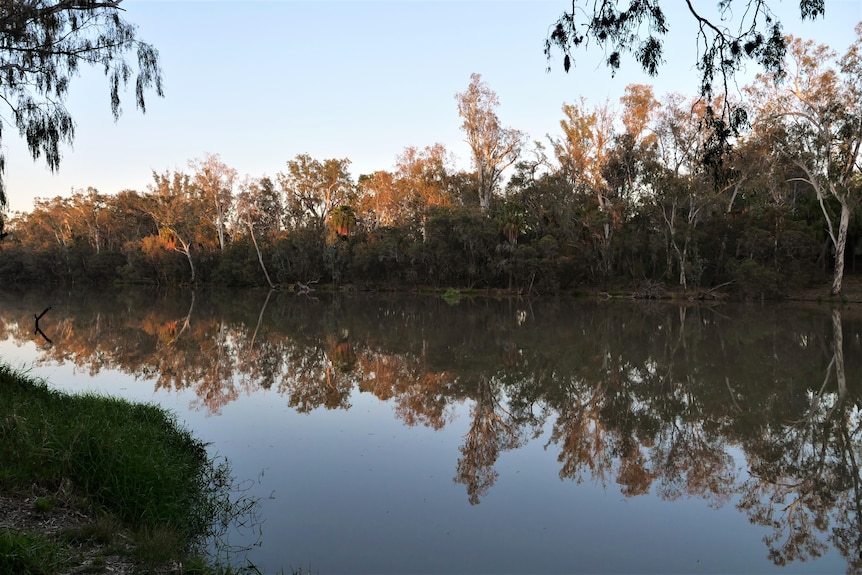 Bushland is reflecting against the early morning light of a river. The leaves are bathed in golden light.
