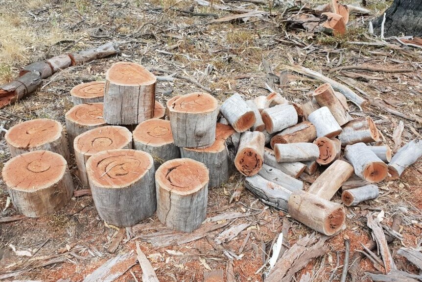 Felled and chopped logs in Loch Garry Wildlife Reserve
