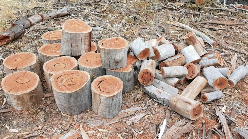 Felled and chopped logs in Loch Gary Wildlife Reserve.