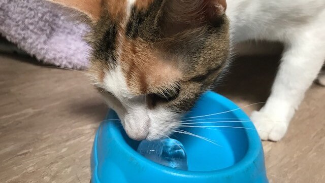 A cat licks an ice cube at the RSPCA shelter at Noosa on the Sunshine Coast.