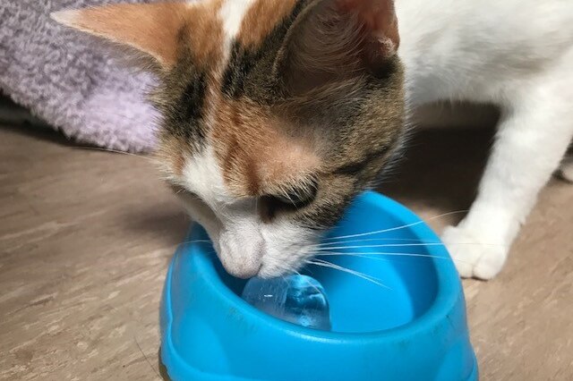 A cat licks an ice cube at the RSPCA shelter at Noosa on the Sunshine Coast.